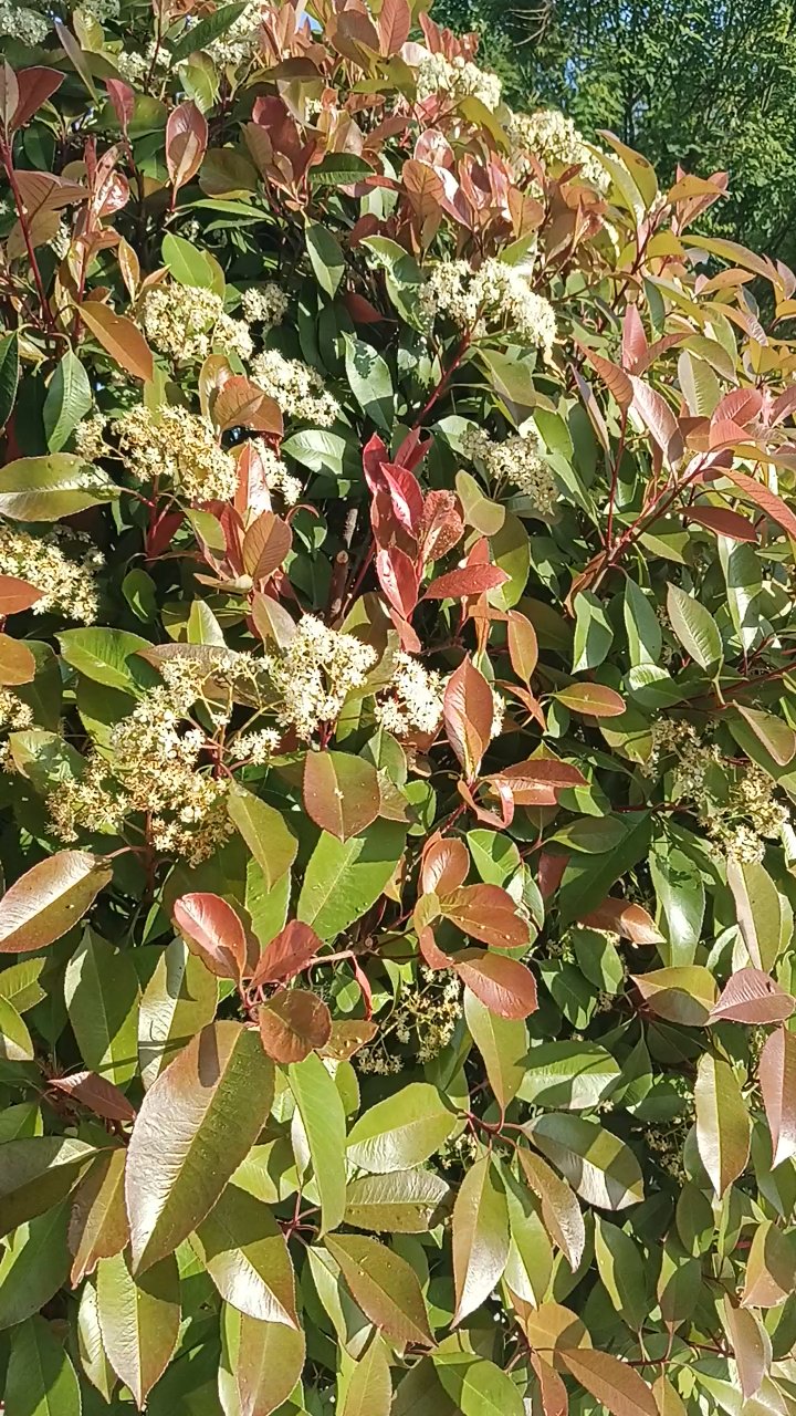 开花的红叶石楠