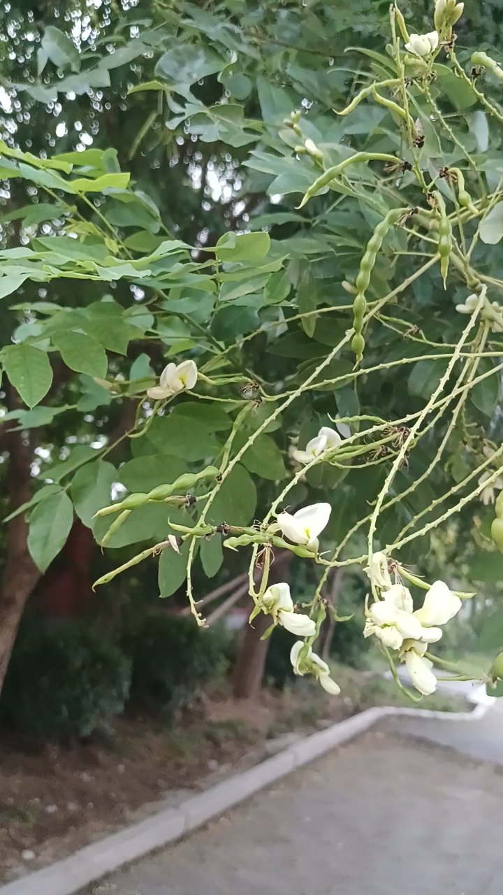 槐树的果实挂在枝头