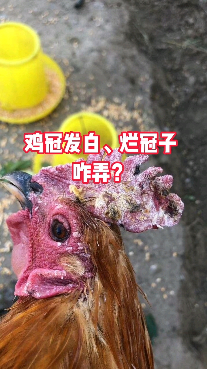 鸡冠发白,烂冠子怎么解决?