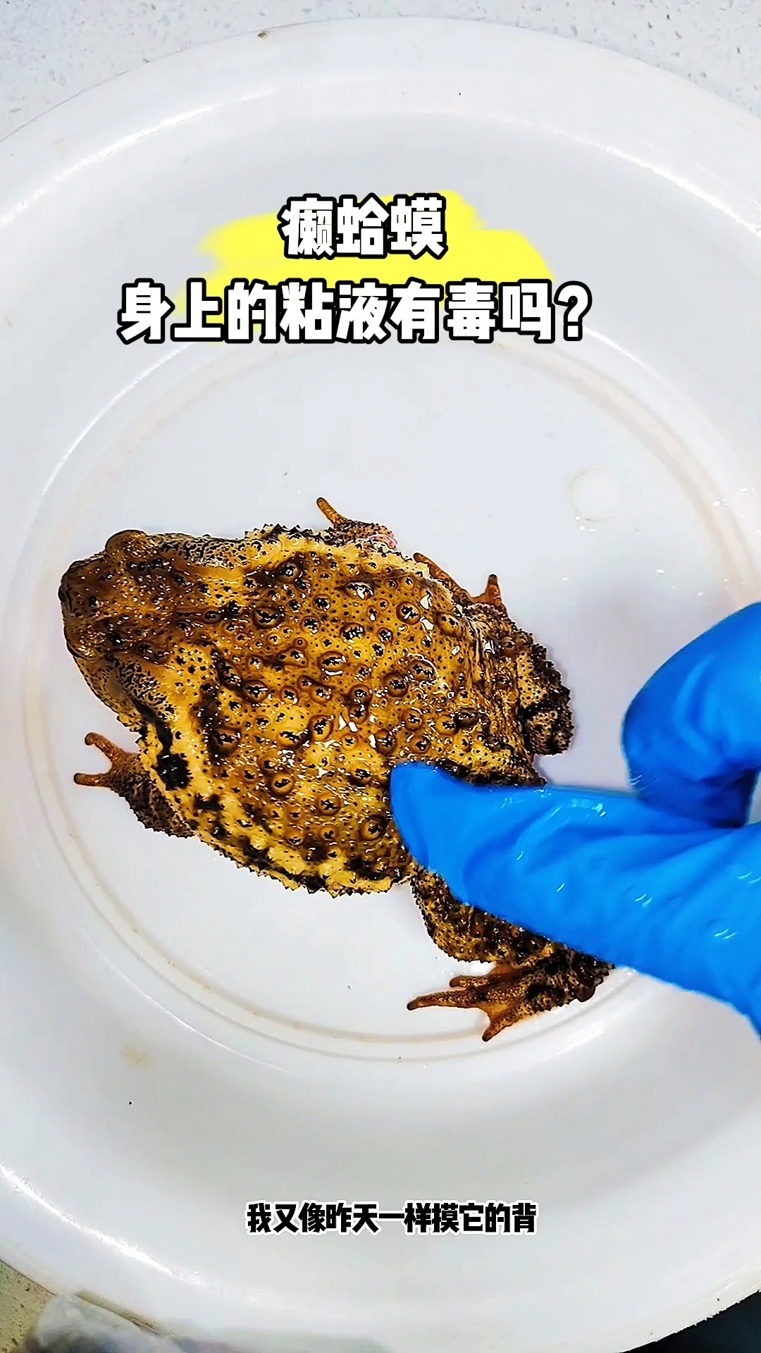 癞蛤蟆的粘液有毒吗?