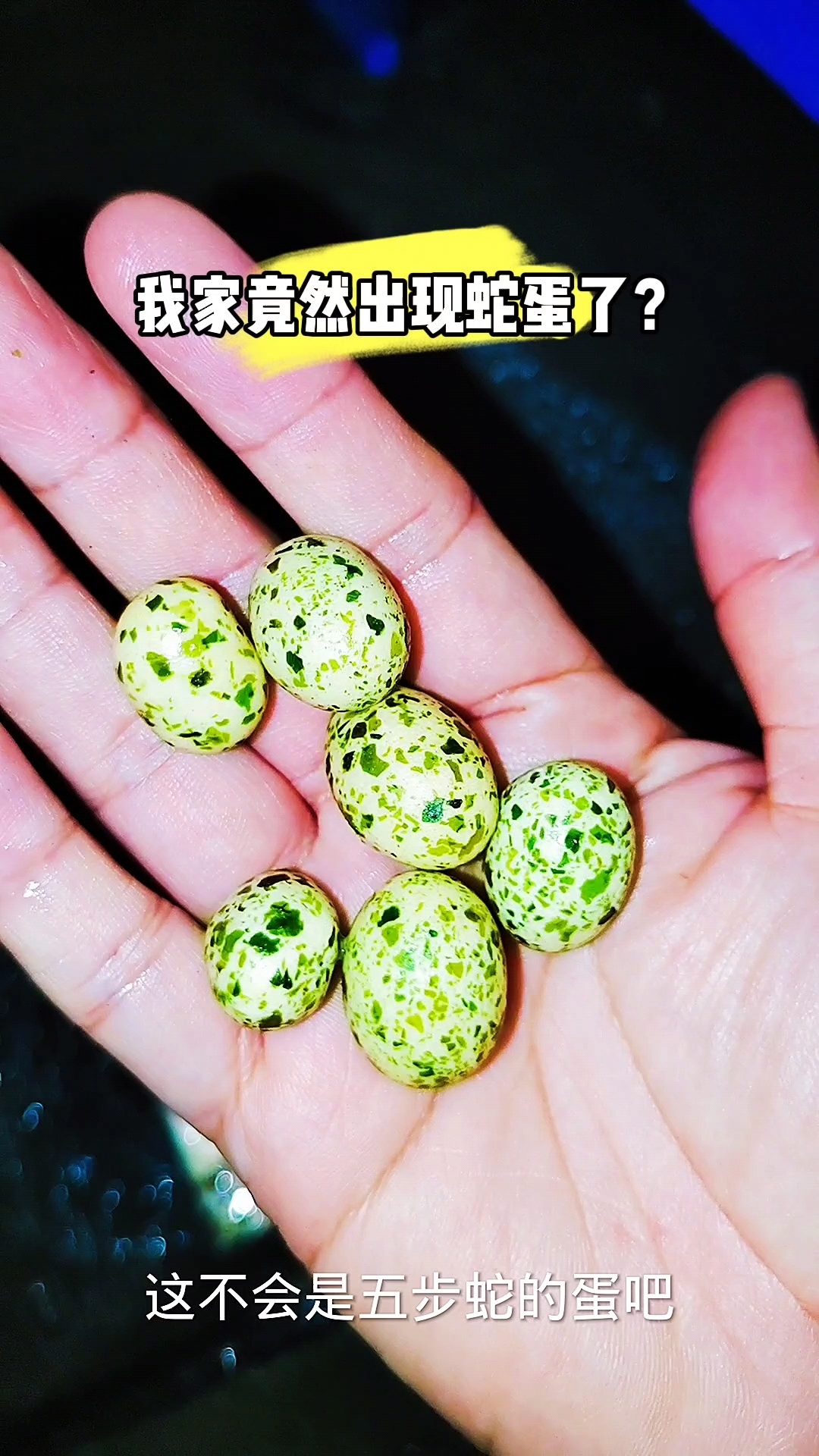 这是什么品种的蛇蛋?