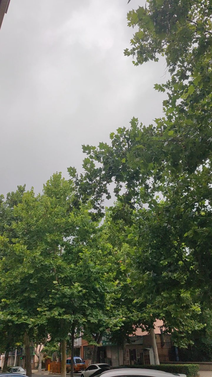 早晨的树叶绿油油的