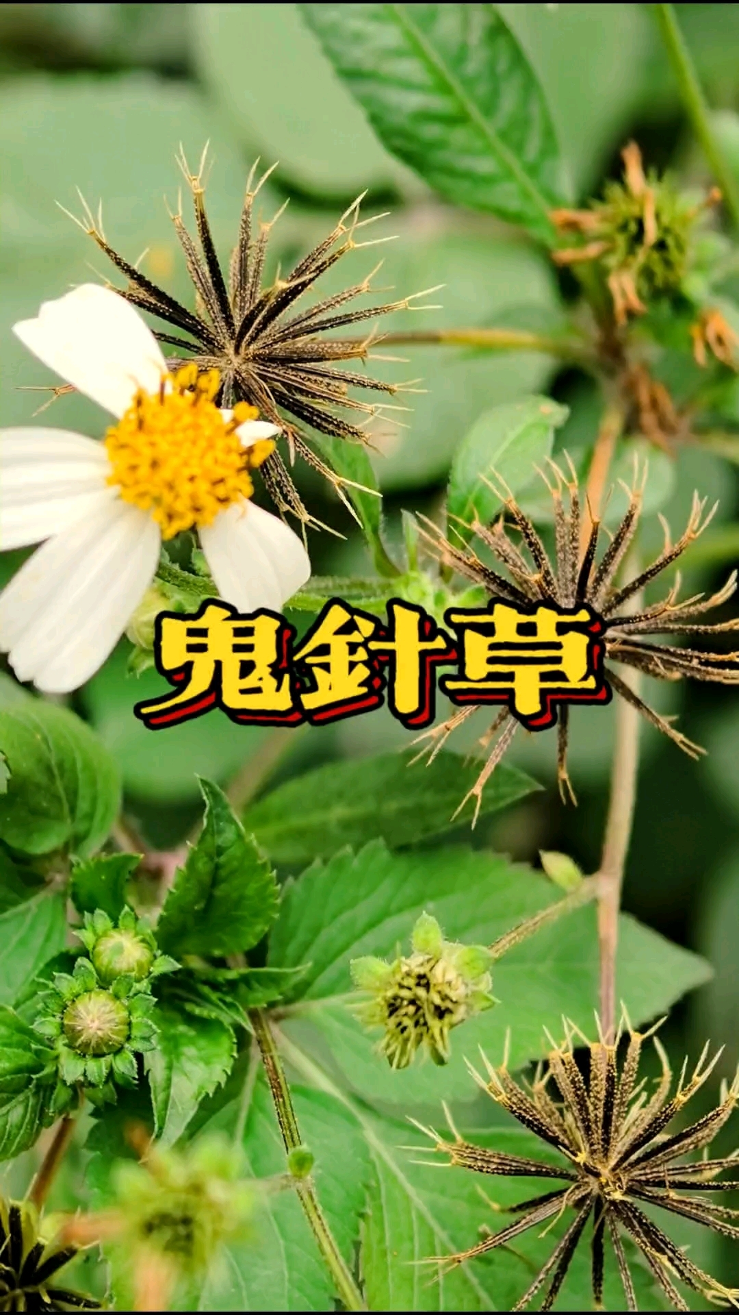 鬼针草,原来它的用处这么多,你的家乡有这种植物吗?#植物科普