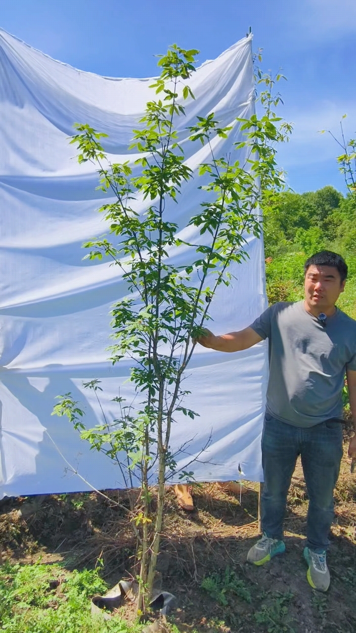 三花槭,别名:拧劲槭,是北方一款耐寒观赏枫树