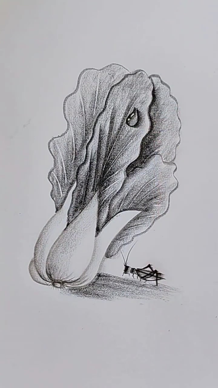 看完视频,大白菜你会画了吗?