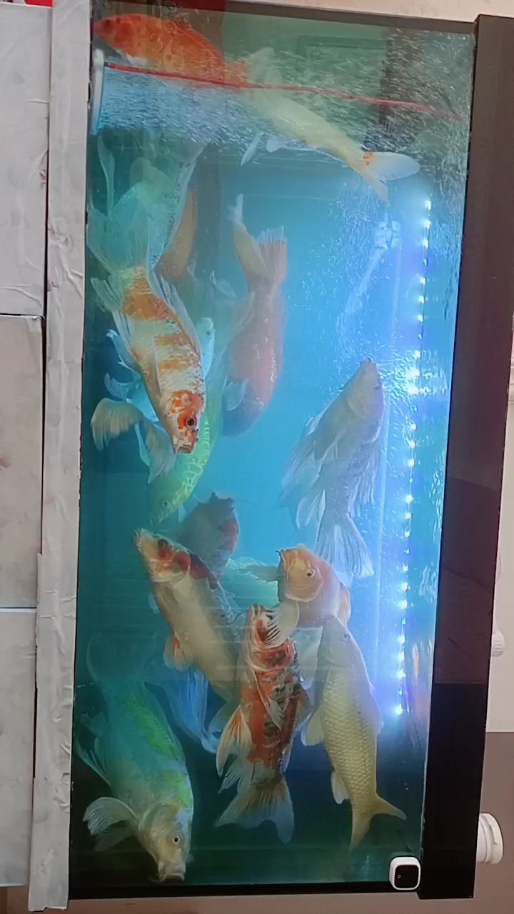 鱼缸中的活宝石《锦鲤》