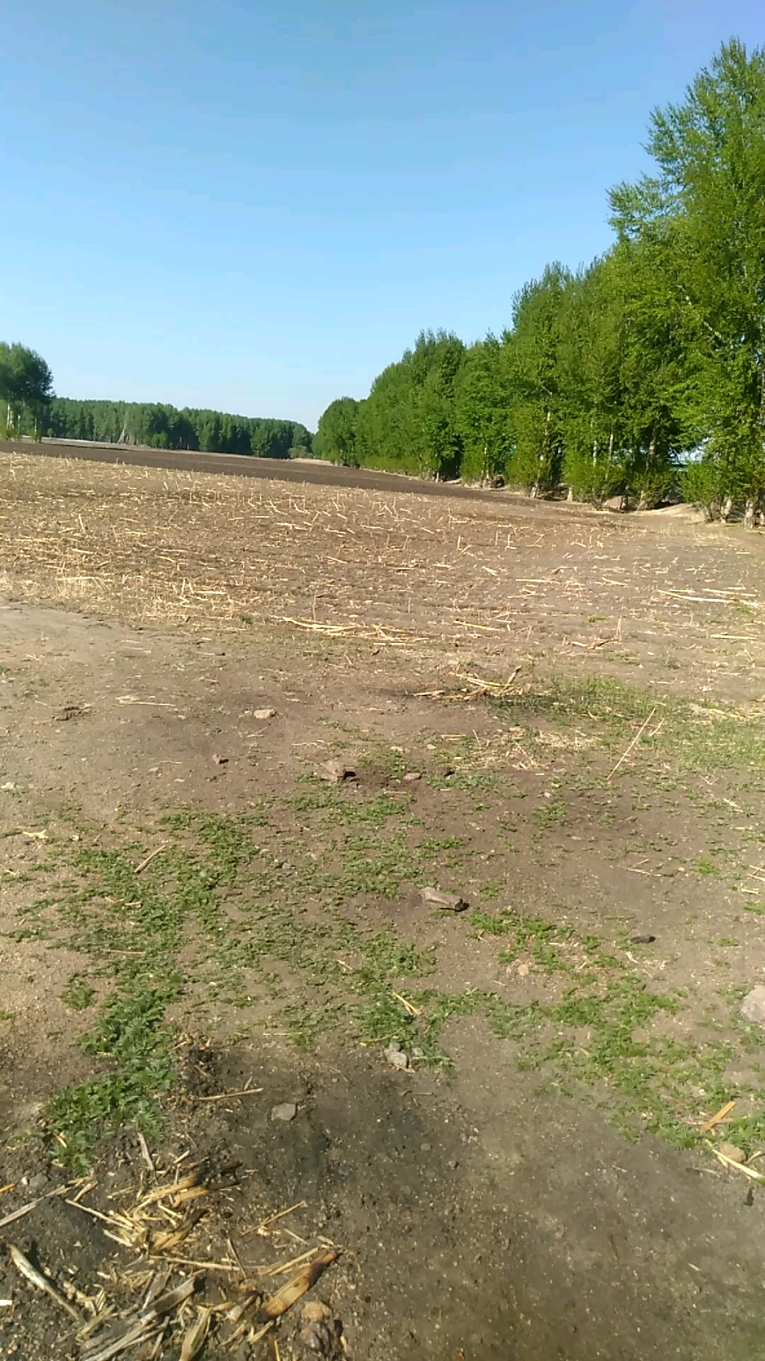 就这洼地这么湿还没种呢,山地不下雨没个种,雨来的更猛烈些吧