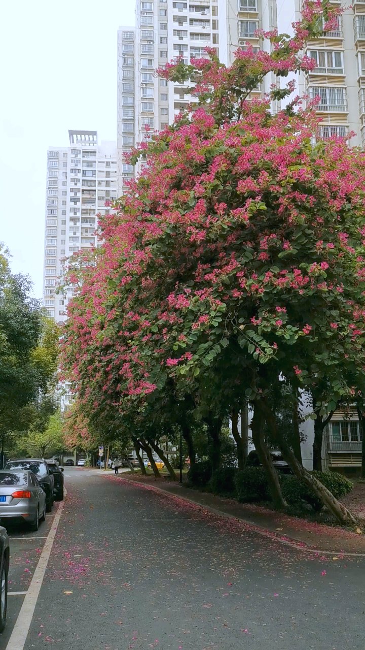 红花羊蹄甲平面图图片