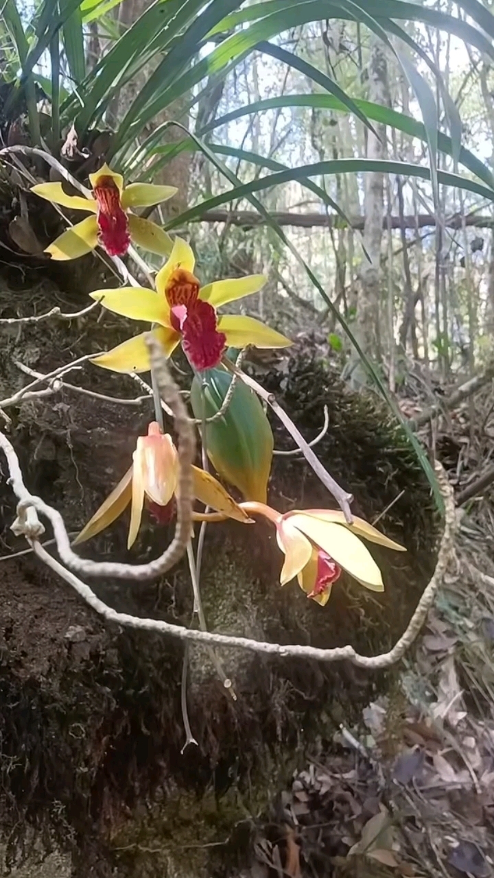野生兰花,虎头兰中的红嘴鸥,美的让人惊叹,大自然造物真的美