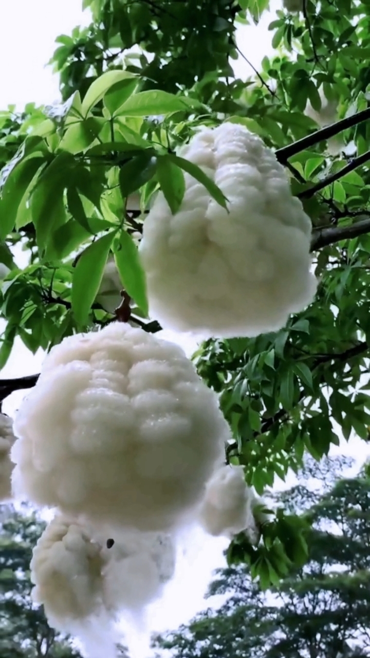 异木棉,一种奇特优美的稀有植物,它的花可以做枕头,极具观赏性