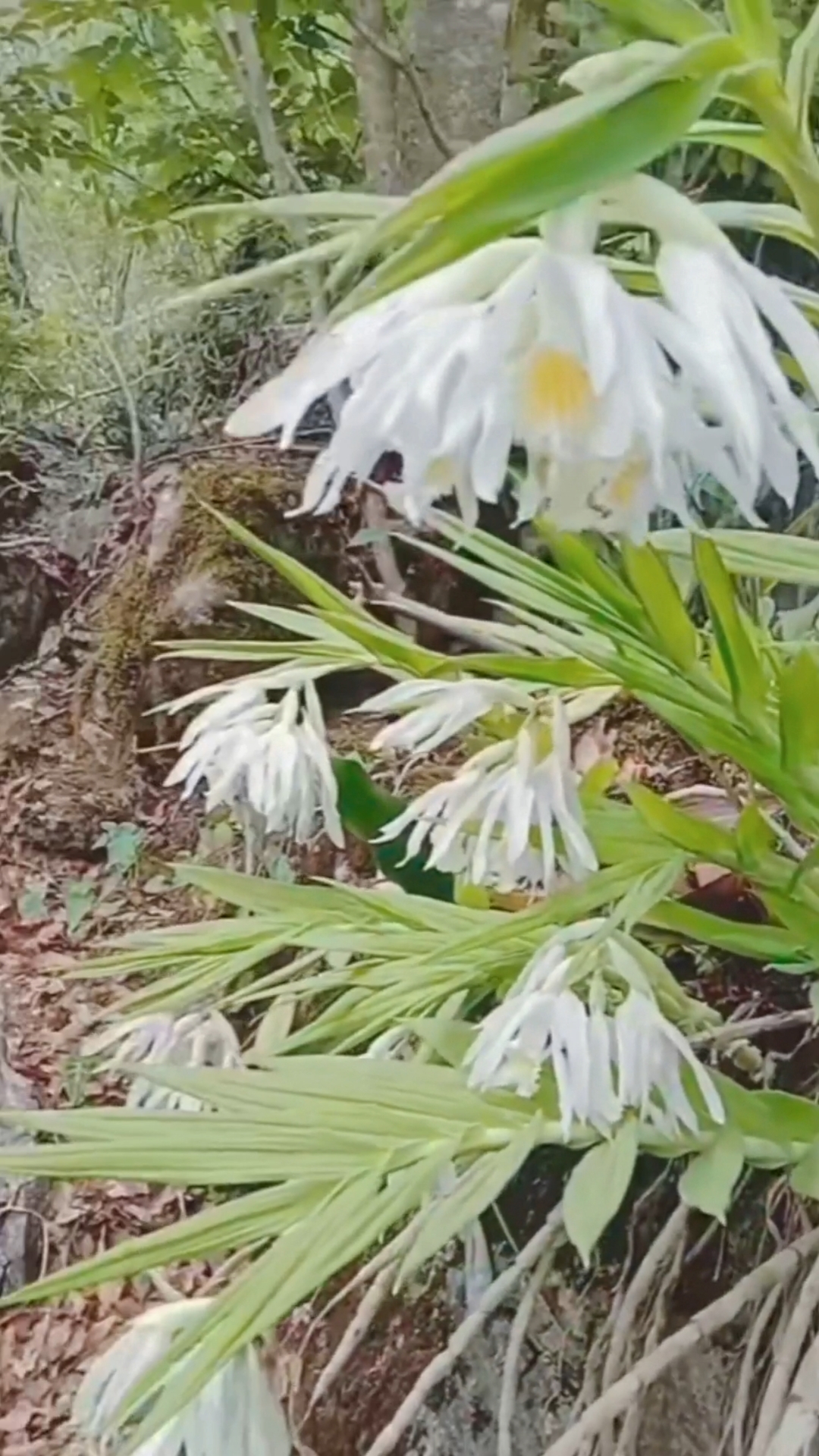 笋兰,大自然中的绝品兰花,又香又美,见过吗朋友们?-度小视