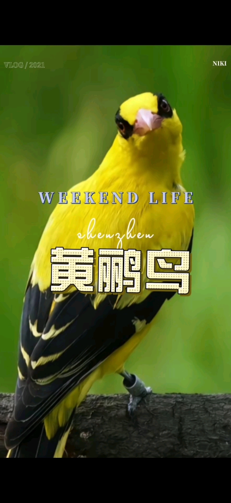 黄鹂鸟羽毛颜色鲜艳,多为黄色,黑色和白色相间. 体型小巧玲珑