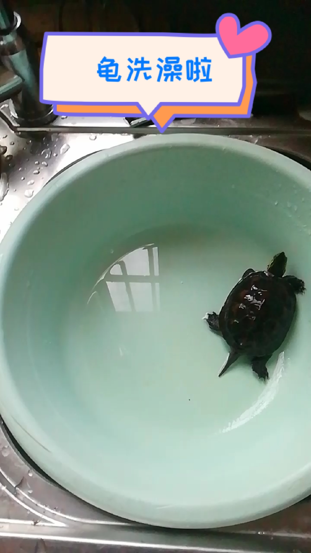 乌龟洗澡澡