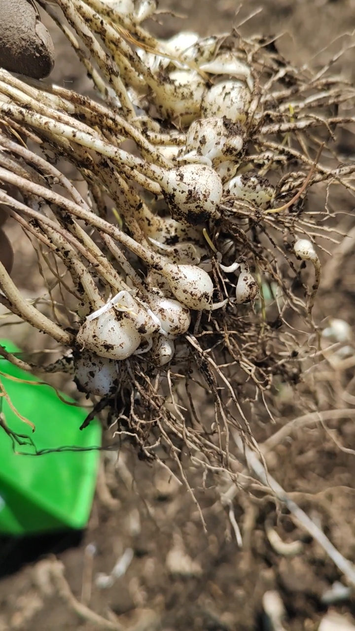挖野菜,大脑瓜,小根蒜