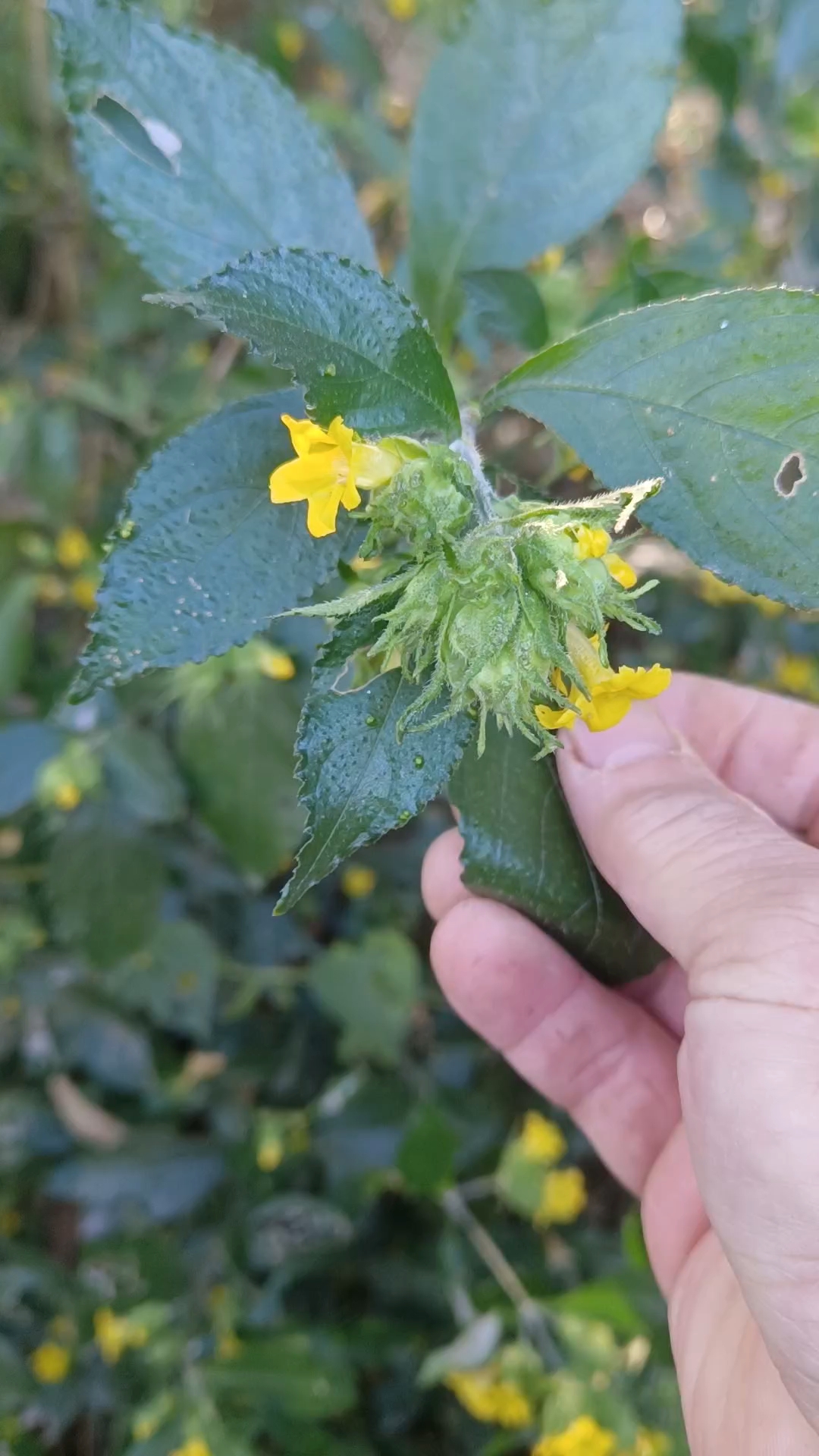 黑面将军:神奇的大自然,肿瘤的克星