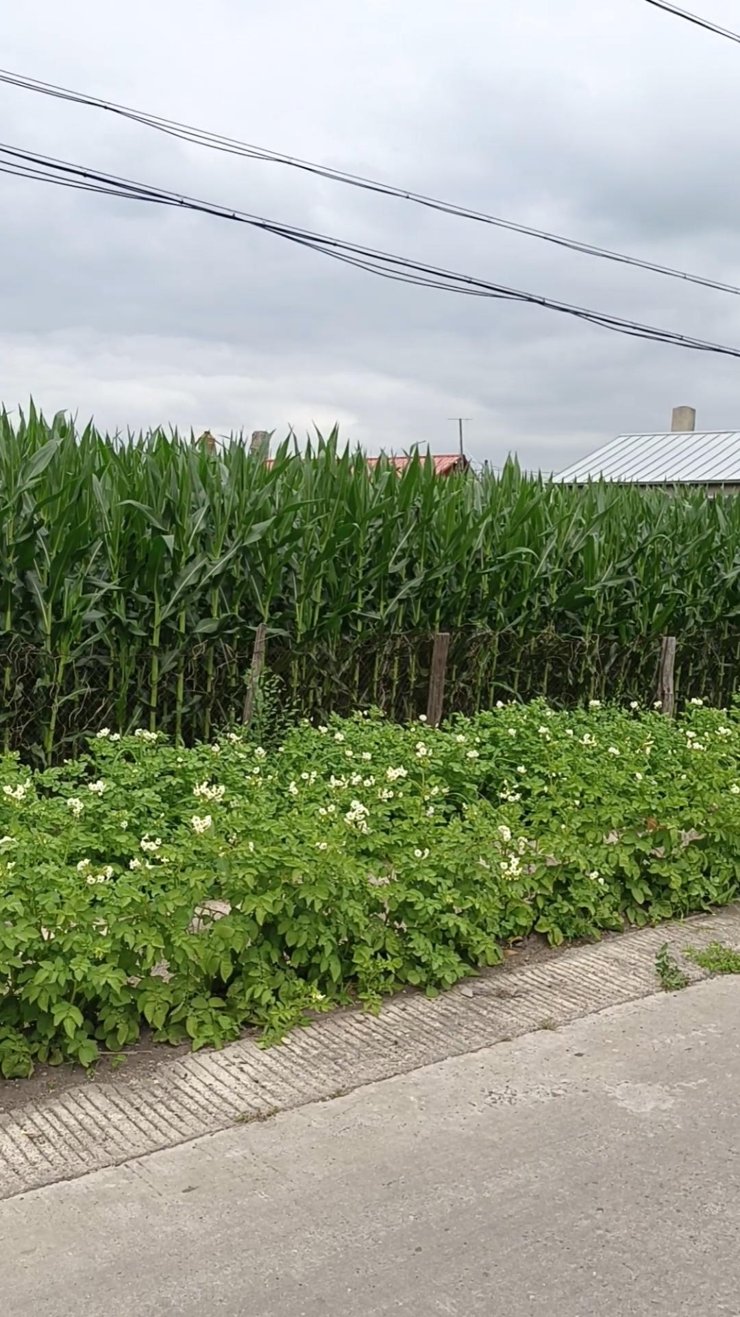 东北农村大地一望无际啊