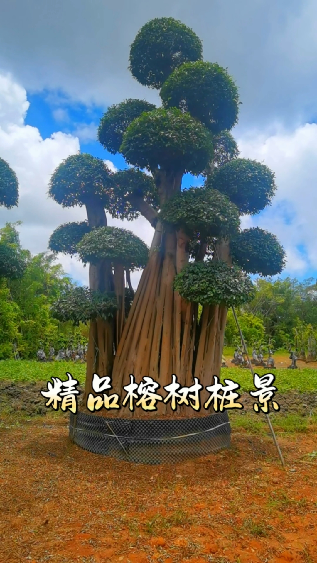 造型小叶榕桩头种植基地,造型榕树盆景