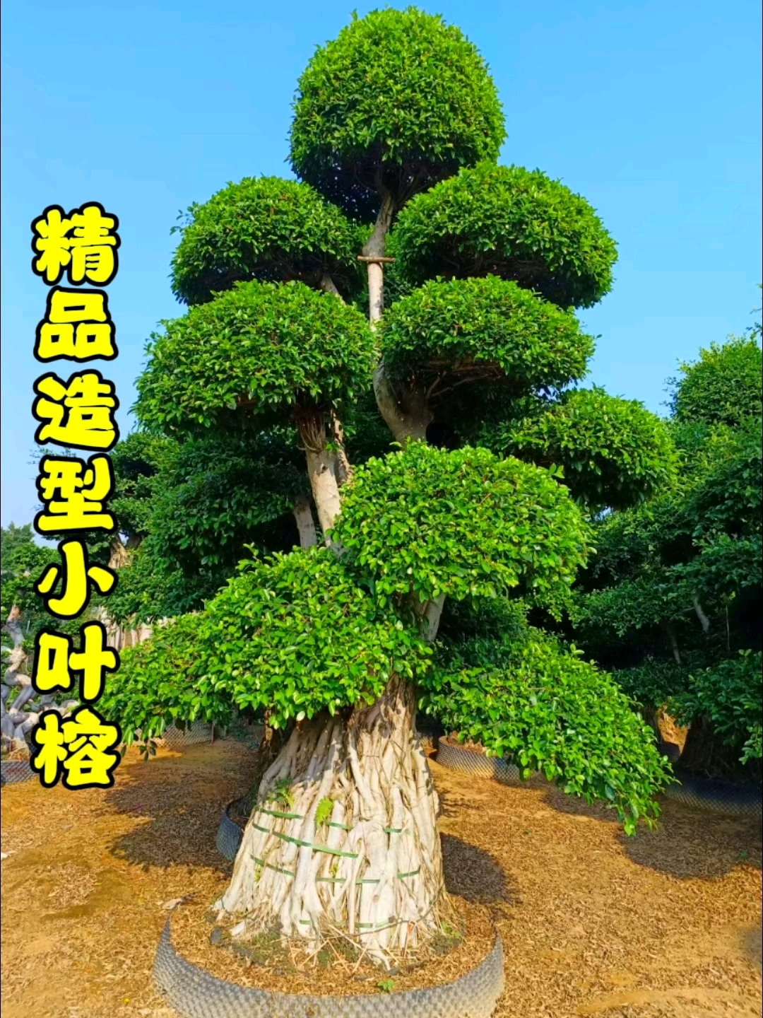精品造型小叶榕桩景