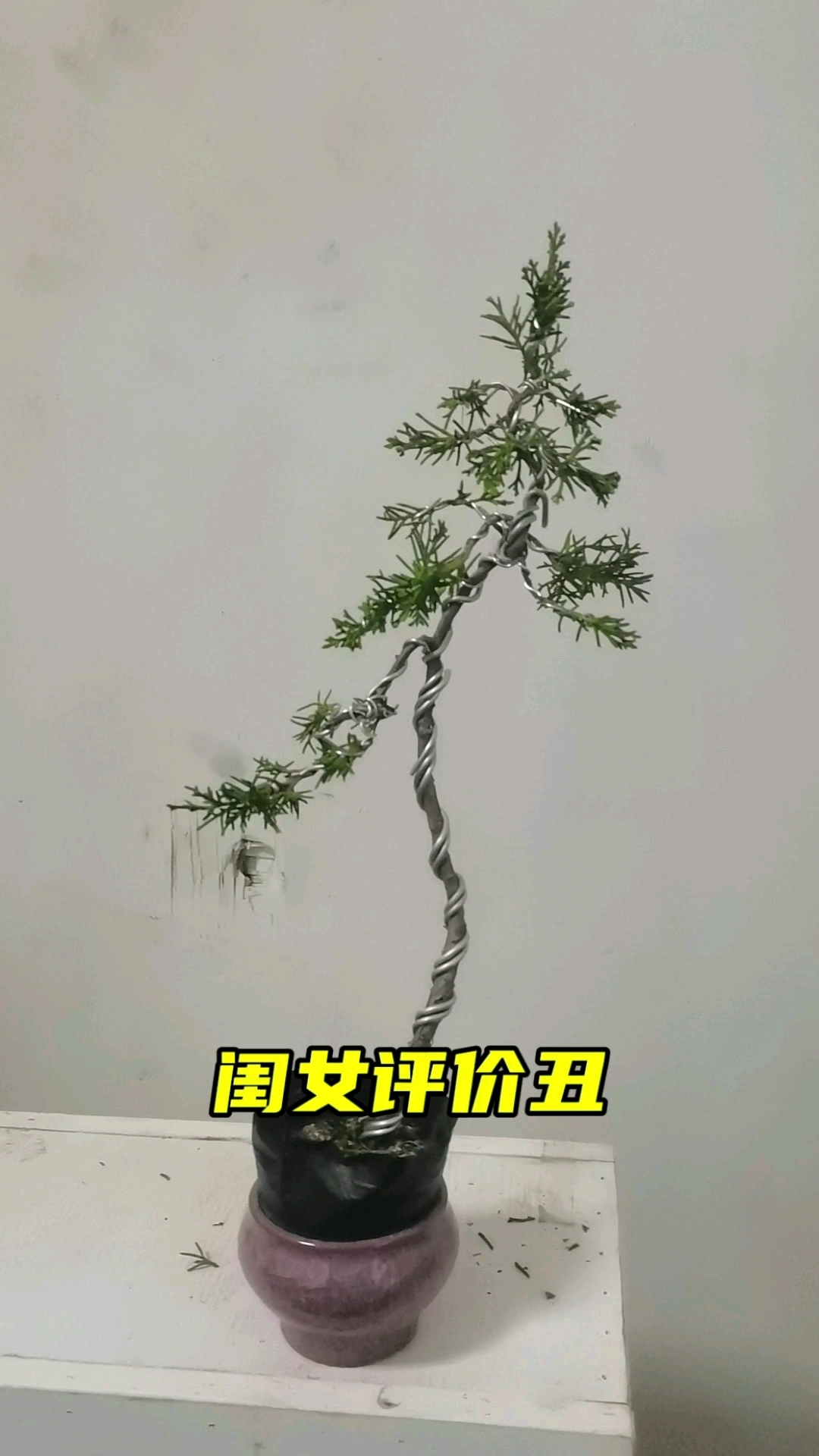 柏树童子功造型,闺女评价特丑