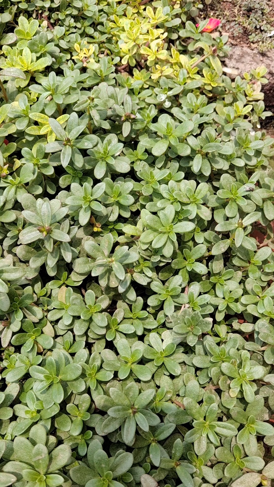 一片,马齿苋花,完全开放,必定惊艳