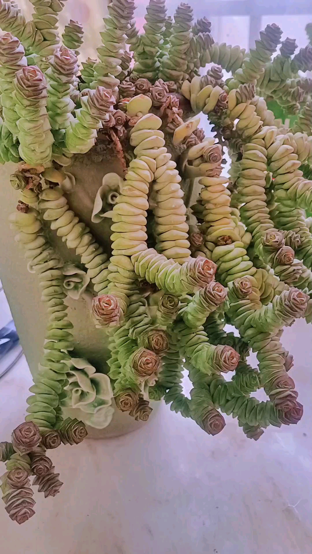 养了四年多的老桩钱串,真的没想到它能这么长时间,不容易