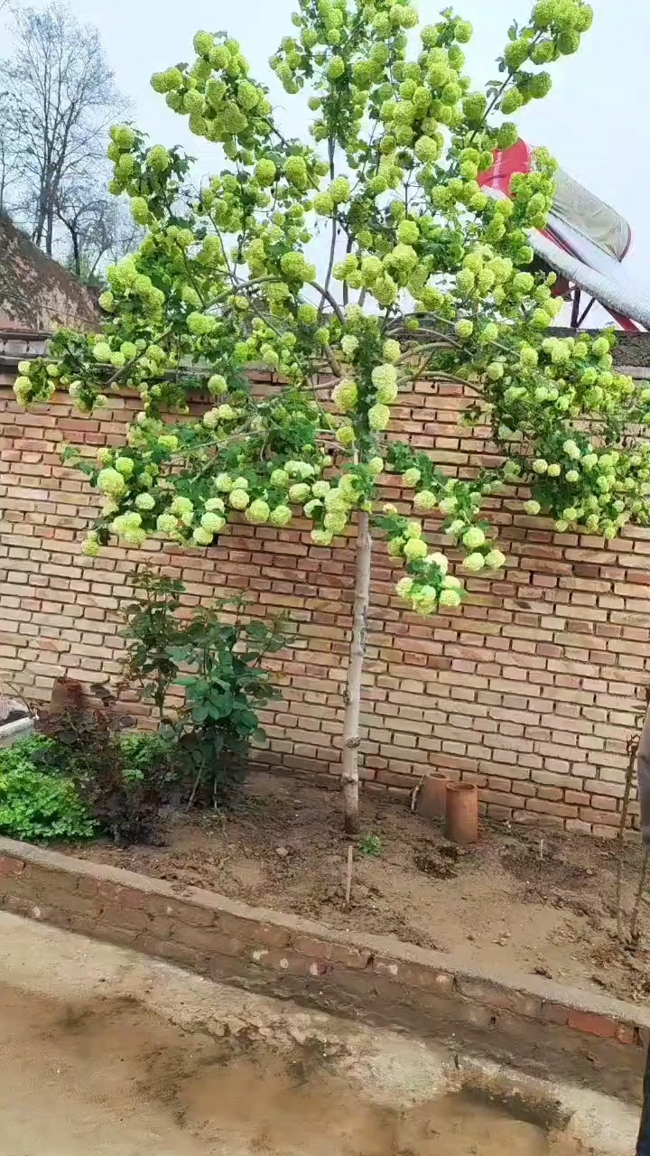 爱情树,欧洲木绣球,甘肃特有树种