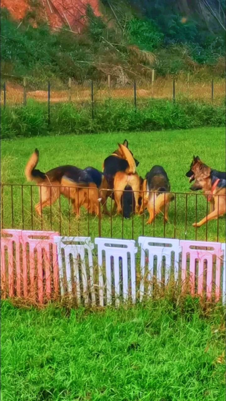 江苏德牧犬舍图片