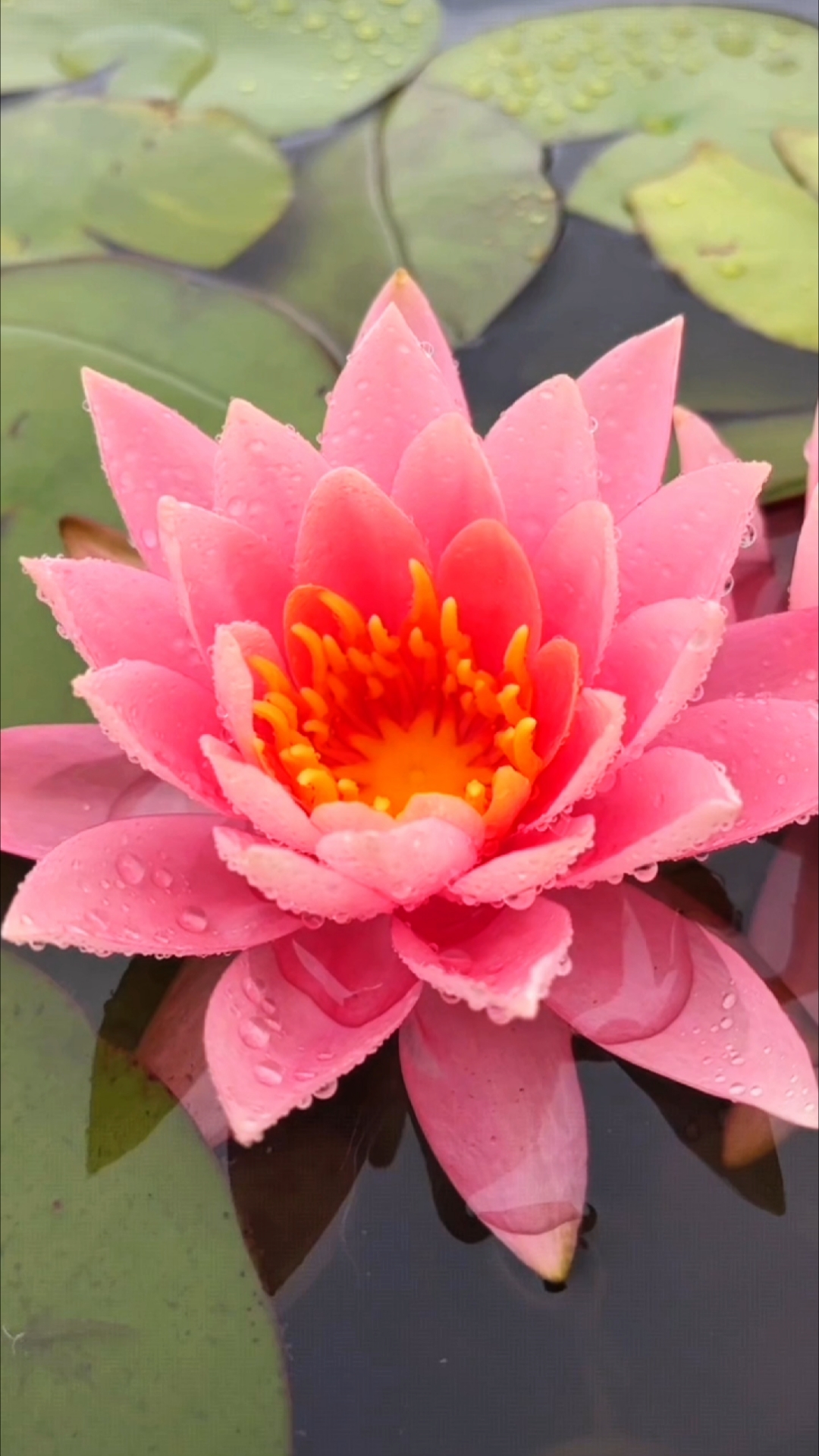 雨中的粉色睡莲娇艳欲滴
