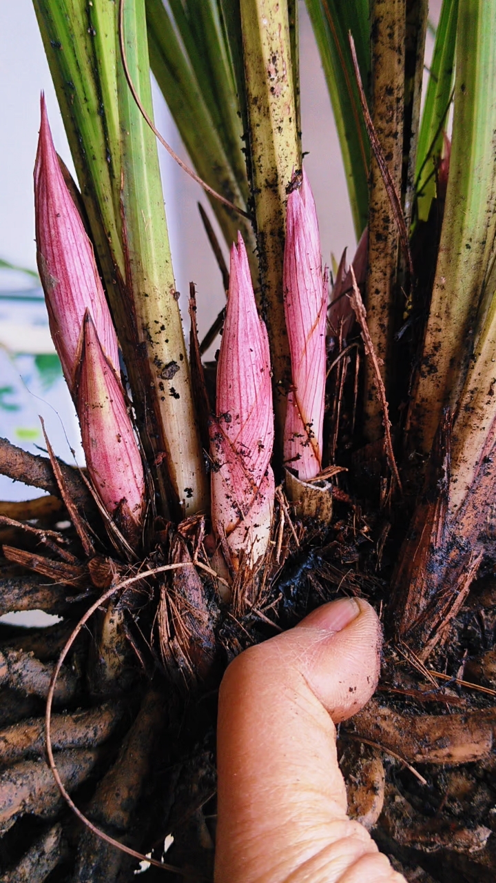 惠兰红花苞,花苞比口红还红