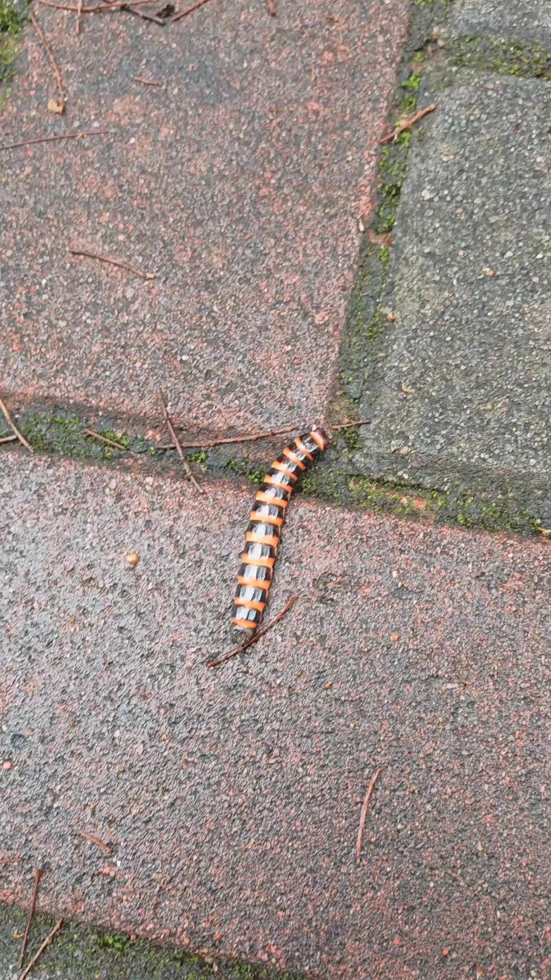 发现一个奇特的爬虫,估计是个新物种