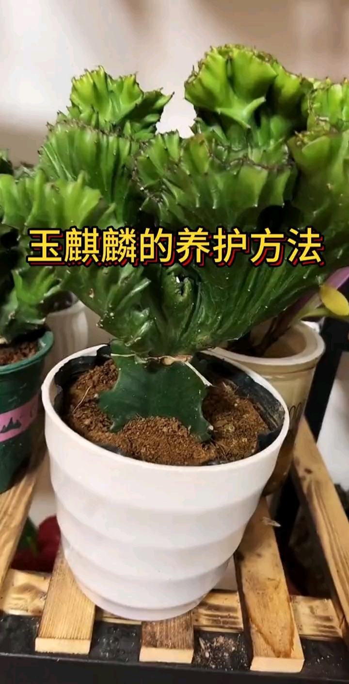 玉麒麟的养护方法