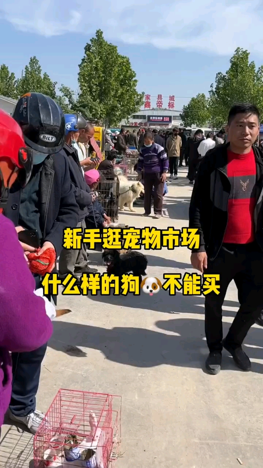 新手逛宠物市场 这种狗千万不能买