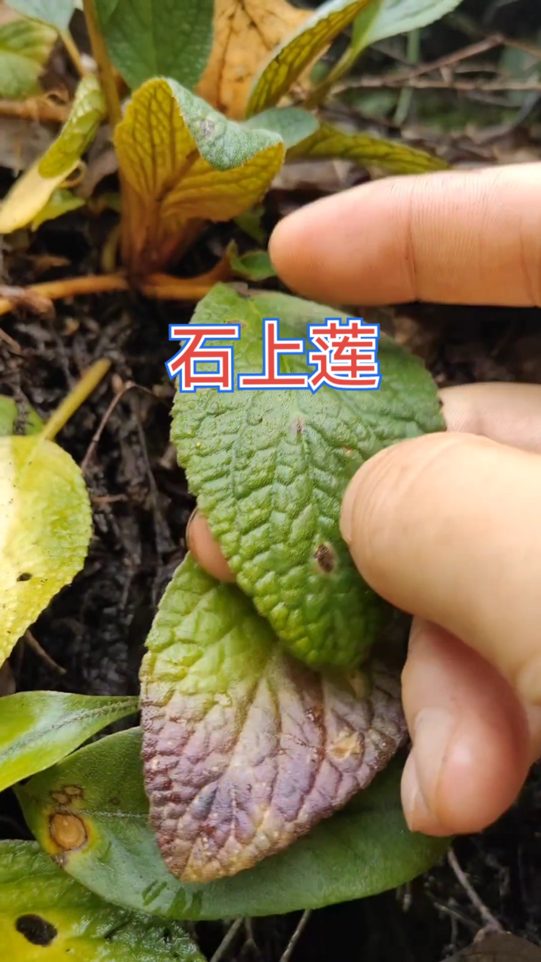 湖南发现一大片在广西,贵州中药材鲜货市场上非常抢手的石上莲