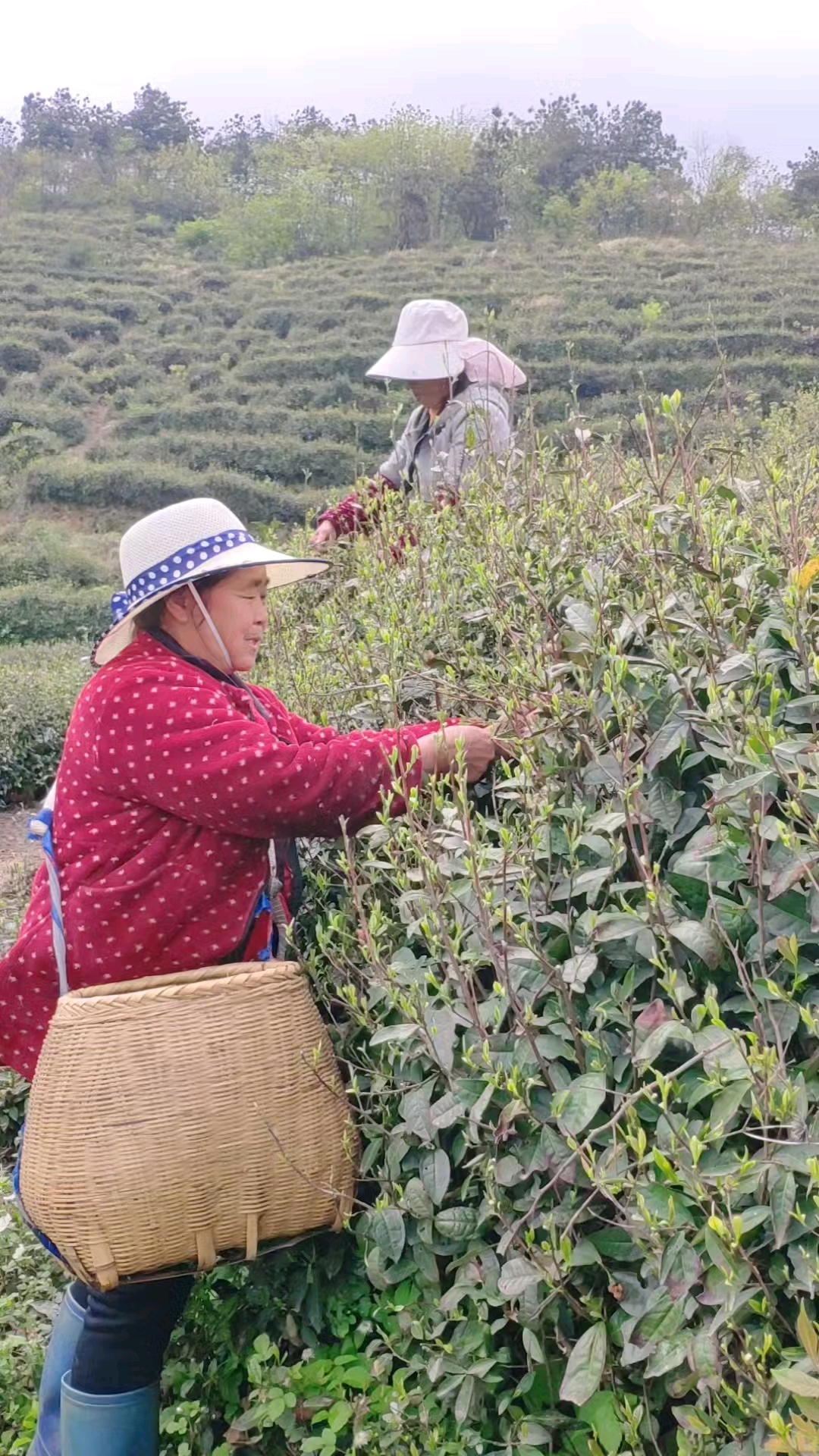 采茶大姐歌声嘹亮快乐劳作信阳毛尖商城高山茶