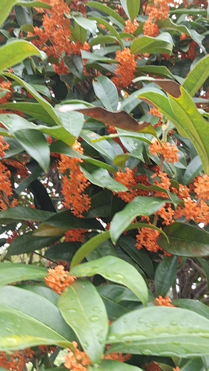 桂树开花,十里飘香