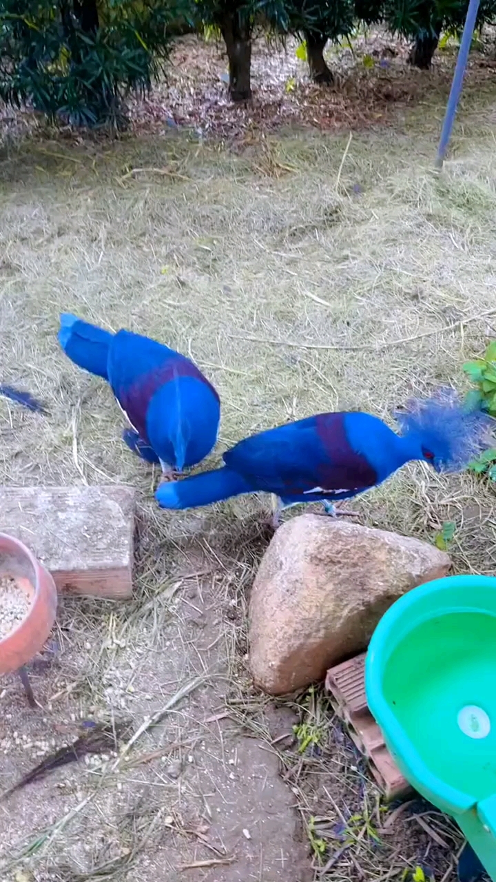 维多利亚凤冠鸠,鸠鸽科鸟类现存体型最大的就是它.