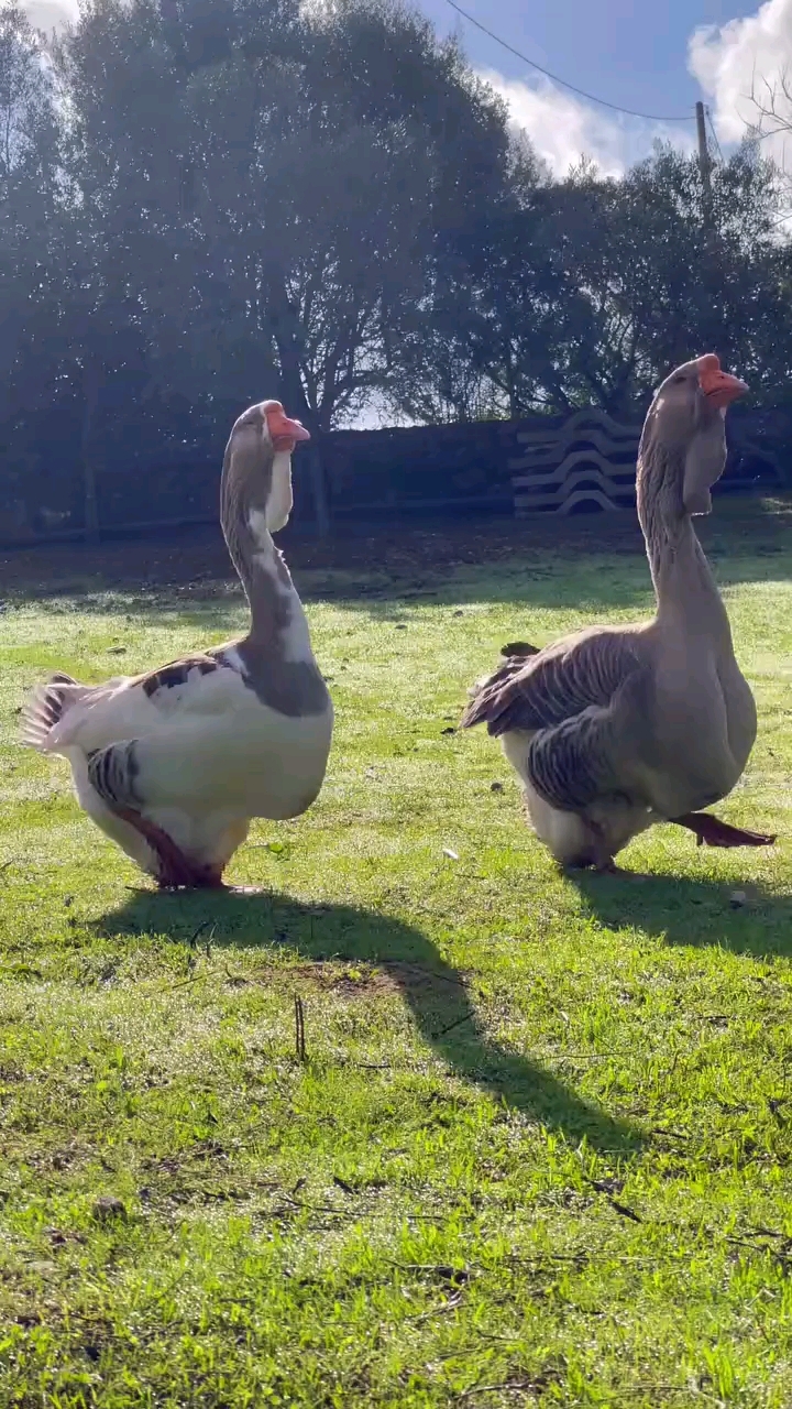 巨型大鹅饲养繁殖