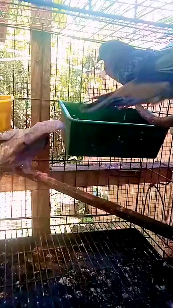 绿斑鸠配鸽子 鸽鸠杂交 养鸟