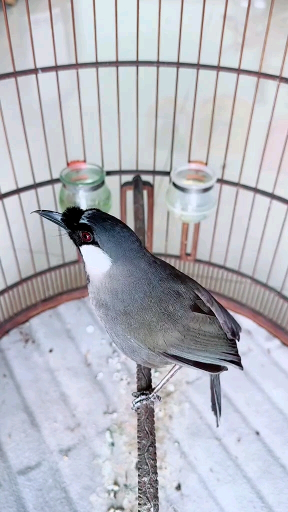 珊瑚鸟饲养 养鸟