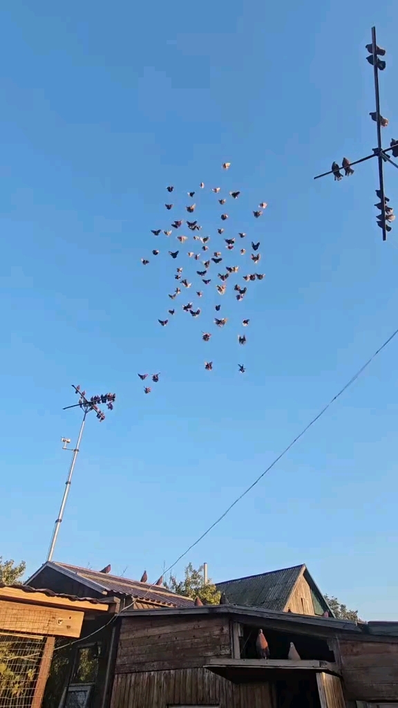 像纸鸢一样的鸽子尼古拉蝶舞鸽