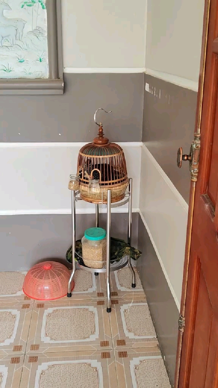 中华鹧鸪饲养 鹧鸪鸟 养鸟