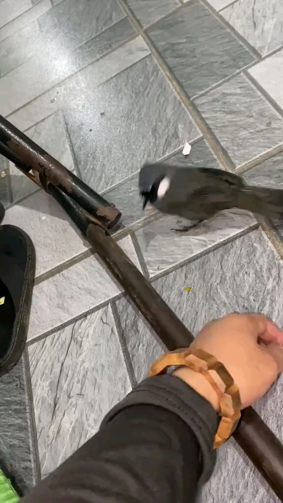 珊瑚鸟 萌宠 手养鸟