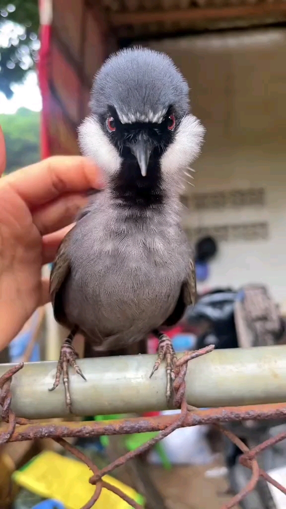 珊瑚鸟 养鸟 噪鹛