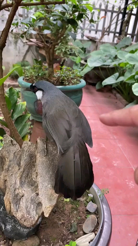 珊瑚鸟叫声 噪鹛 养鸟
