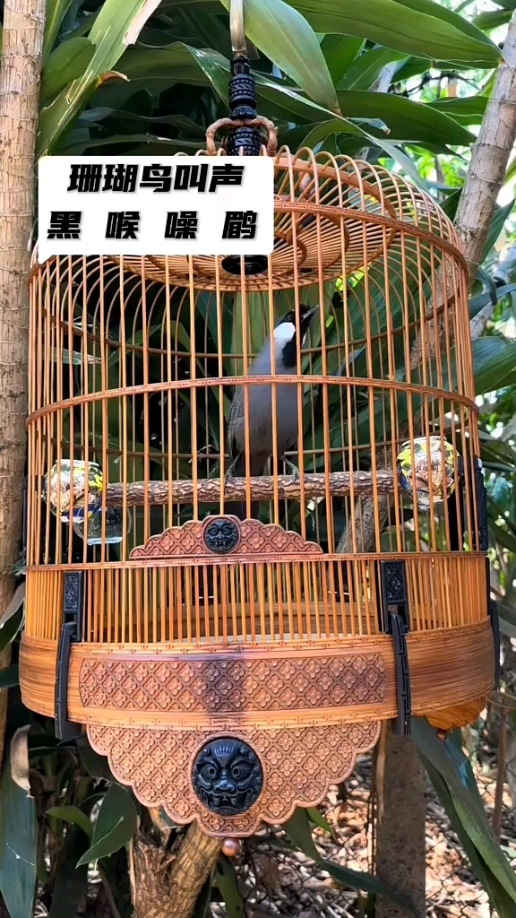 珊瑚鸟叫声 养鸟