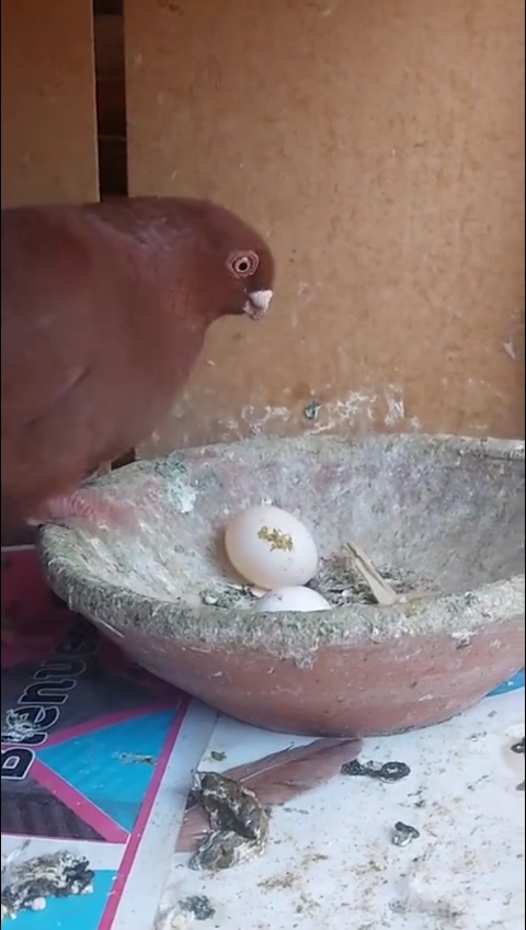 抖音鸽子舌吻=鸽吻到底什么意思