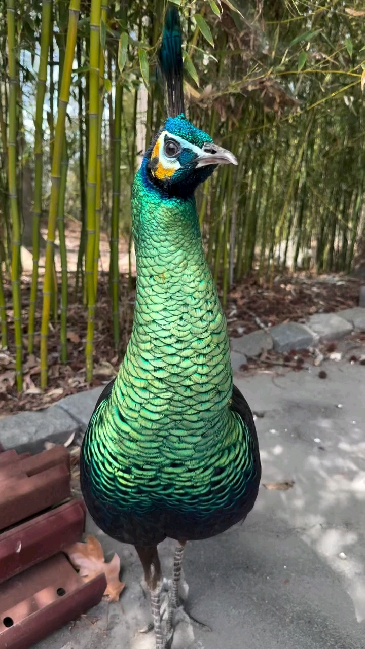 绿孔雀饲养 龙鸟