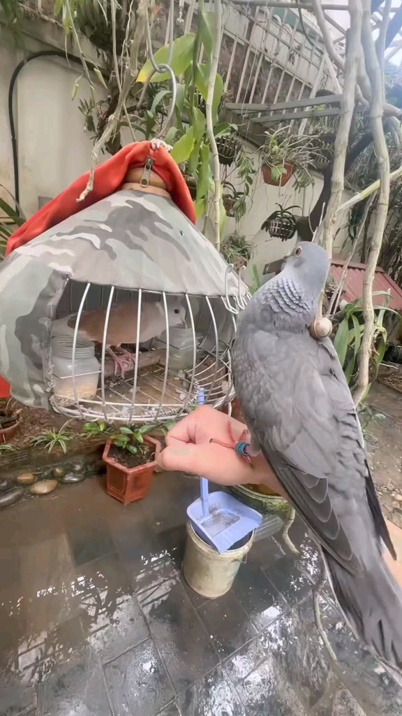 鸽子斑鸠杂交后代 混血斑鸠