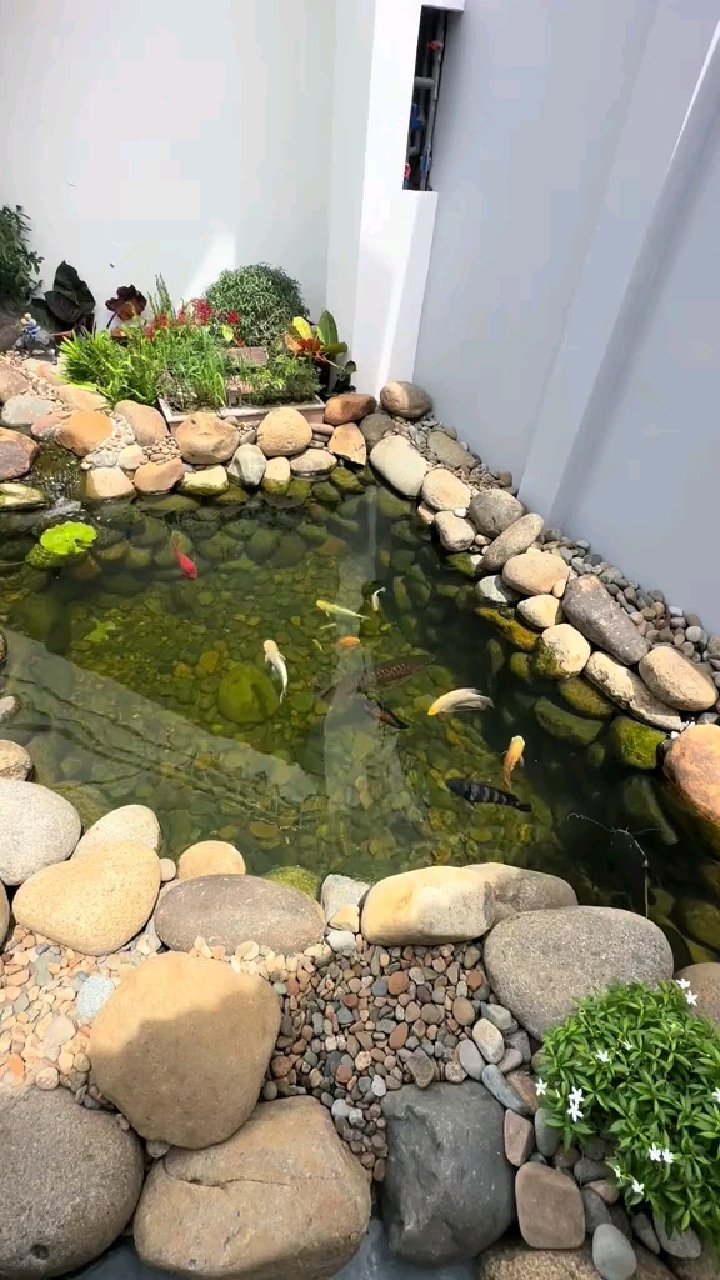 露天小院鱼池什么鱼好养