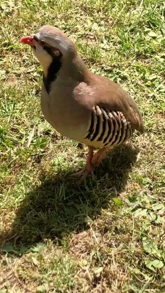 石鸡叫声图片